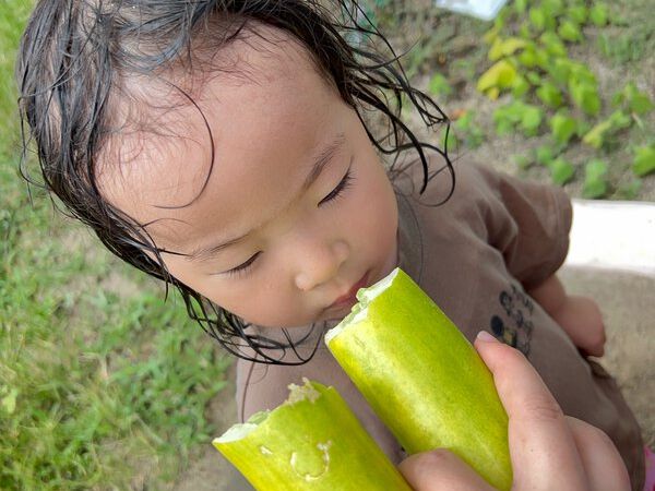 おっきなきゅうり🥒❕