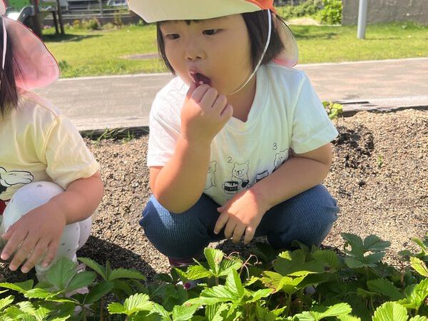 すみれの収穫祭🍓✨️